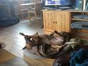 Rhodesian ridgeback Kuzonga's Holly CikMa