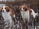 Kooikerhondje Arabella