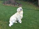 Golden retriever High Style's Yellow Bandit (Nemo)