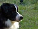 Border collie Nicko