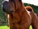 Shar pei MultiCH China Dream Bailey