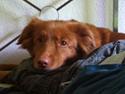 Nova scotia duck tolling retriever Shaggy Toller´s FA-Antastic figga