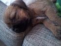 Border terrier Always klappe klar Boa (Ronja)