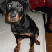 Blanding af racer Malou