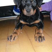 Blanding af racer Malou