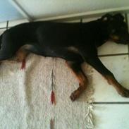 Blanding af racer Malou