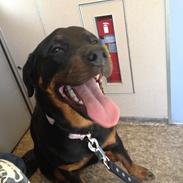 Blanding af racer Malou