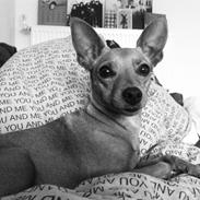 Blanding af racer Lilo