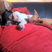 Blanding af racer Lilo