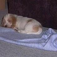 Petit basset griffon wendéen Freja