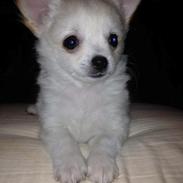 Chihuahua Malik