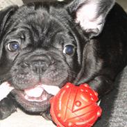 Fransk bulldog Osman