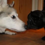 Fransk bulldog Osman