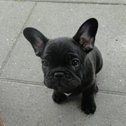 Fransk bulldog Osman