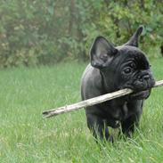 Fransk bulldog Osman