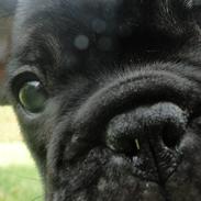 Fransk bulldog Osman