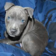 Staffordshire bull terrier Turbo