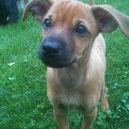 Dvaergpinscher Pico