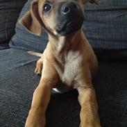 Dvaergpinscher Pico