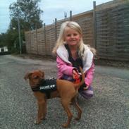 Dvaergpinscher Pico