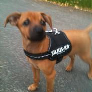 Dvaergpinscher Pico