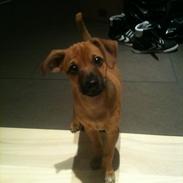 Dvaergpinscher Pico