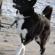 Karelsk bjørnehund Bella