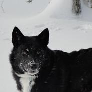 Karelsk bjørnehund Bella