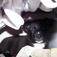 Karelsk bjørnehund Bella