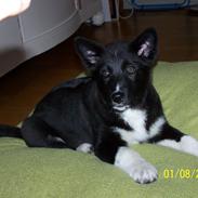 Karelsk bjørnehund Bella