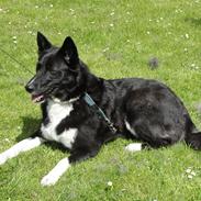 Karelsk bjørnehund Bella