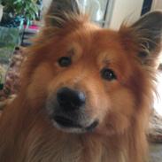 Islandsk fårehund Balto