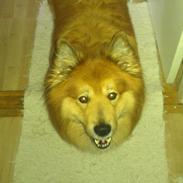 Islandsk fårehund Balto