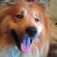 Islandsk fårehund Balto