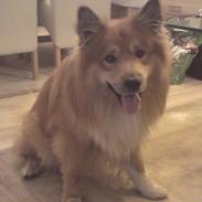 Islandsk fårehund Balto