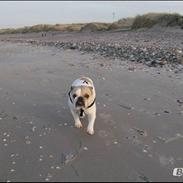 Engelsk bulldog Frida