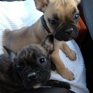 Fransk bulldog Milo <3