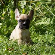 Fransk bulldog Milo <3