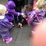 Fransk bulldog Milo <3