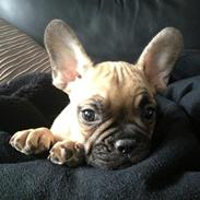 Fransk bulldog Milo <3