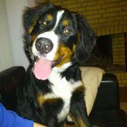 Berner sennenhund Walter