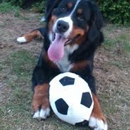 Berner sennenhund Walter