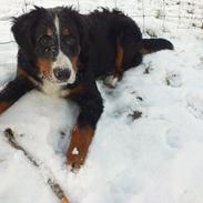 Berner sennenhund Walter