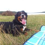 Berner sennenhund Walter