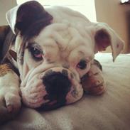 Olde english bulldogge Østergaards Ludvig