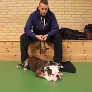 Olde english bulldogge Østergaards Ludvig