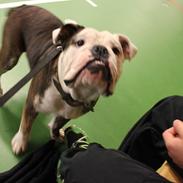 Olde english bulldogge Østergaards Ludvig