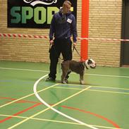 Olde english bulldogge Østergaards Ludvig