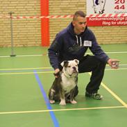 Olde english bulldogge Østergaards Ludvig