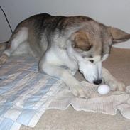 Alaskan malamute Eayla